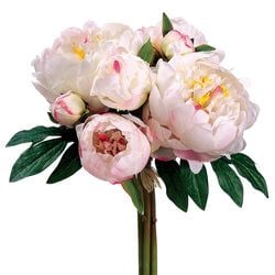 Cream/Cerise