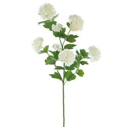 Options – White