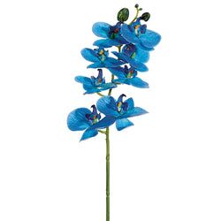 Delphinium