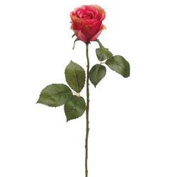 Cerise