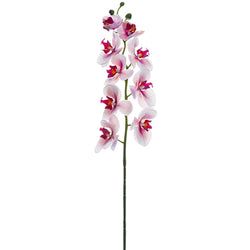 Pink/Rubrum