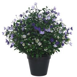 Purple/Lilac