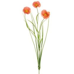Options – Coral