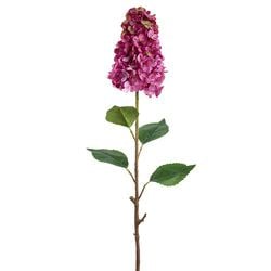 Boysenberry