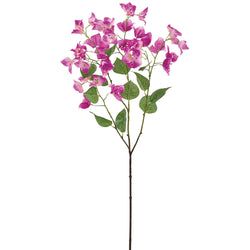 Orchid