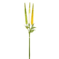Yellow/Green