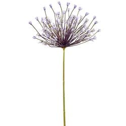 Options – 47" Lavender