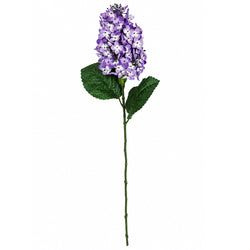 Purple/Lavender