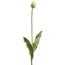 Cream/Green