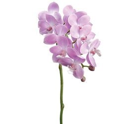 Options – 2-Tone Lavender