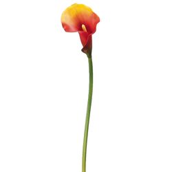2 Tone Flame