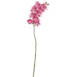 Fuchsia/Beauty