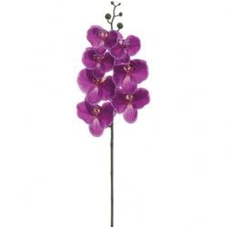 Dark Orchid
