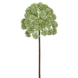 Options – Green