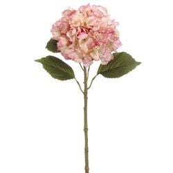 Rose/Cream