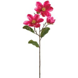 Fuchsia