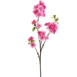 Beauty/Pink