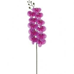 2-Tone Orchid