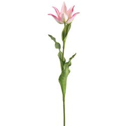 Cream/Pink