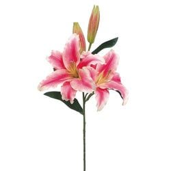 Cerise/Pink