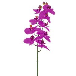 Orchid