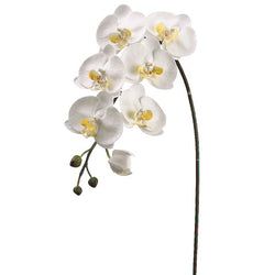 White/Yellow