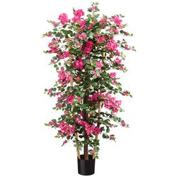 1 plant