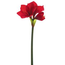 Options – Red