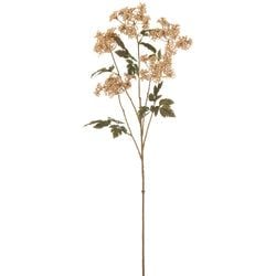 Options – Cream