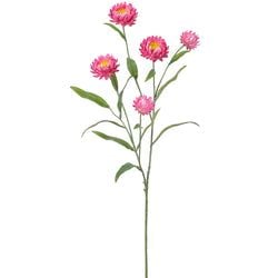 Options – Pink