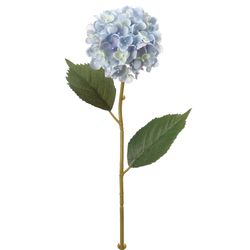 Delphinium Blue
