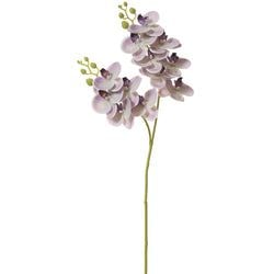 Purple/Cream