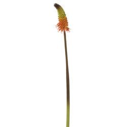 Orange/Green