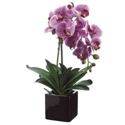 2 Tone Violet