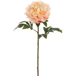 2-Tone Peach