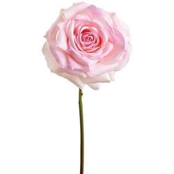 Soft Pink