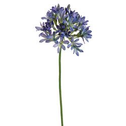 Blue/Purple