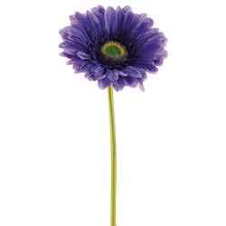 Dark Purple