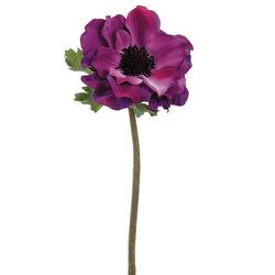 Eggplant