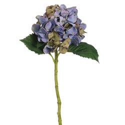 Blue/Lavender