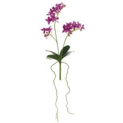 Orchid