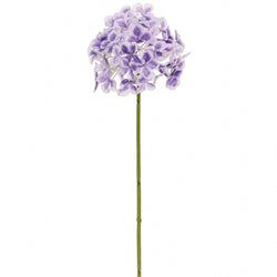 Purple/White