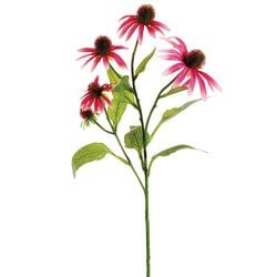 Cerise
