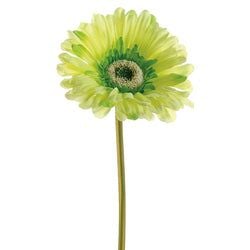 Soft Green