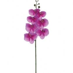 2-Tone Orchid