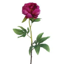 Rubrum