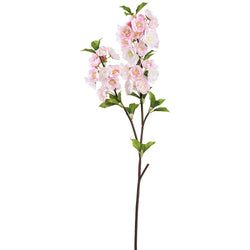 Cream/Pink