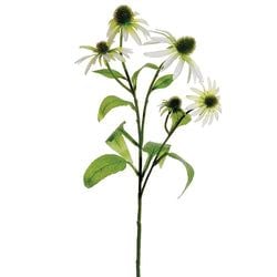 White/Green