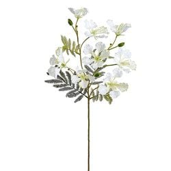 Options – White