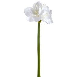 Options – White